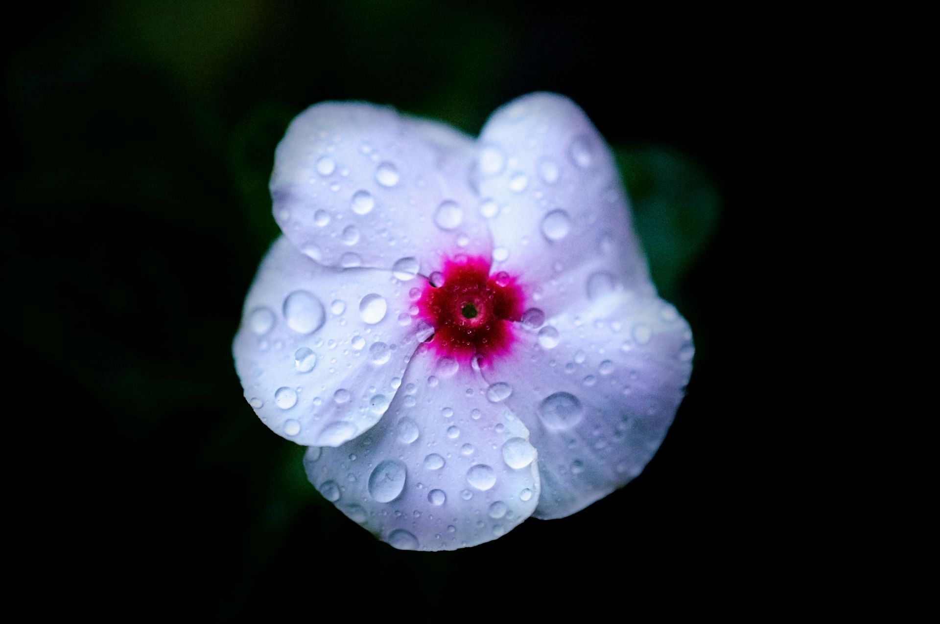 Essential oils for shingles: Geranium plant from which the oil is extracted (Image by Gabriele Motter/Unsplash)